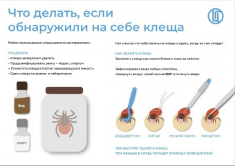 работа тематической «горячей линии» и консультаций по профилактике клещевого энцефалита и инфекций, передающихся клещами - фото - 1